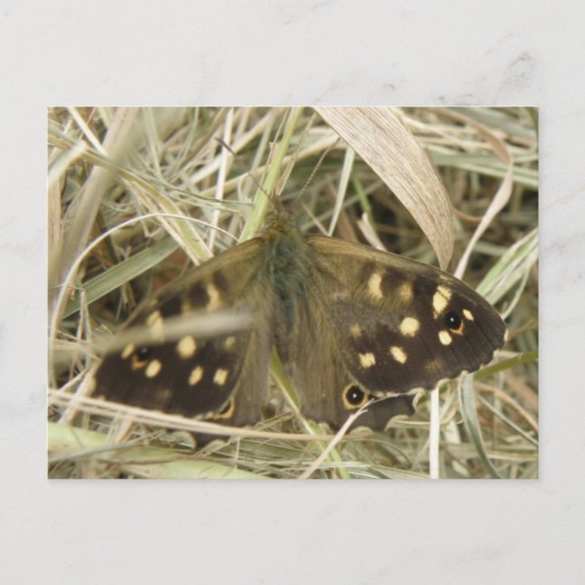 Postales de mariposa de madera escamada (Anverso)