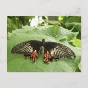 Postales de mariposa dorada y roja negra de bonito
