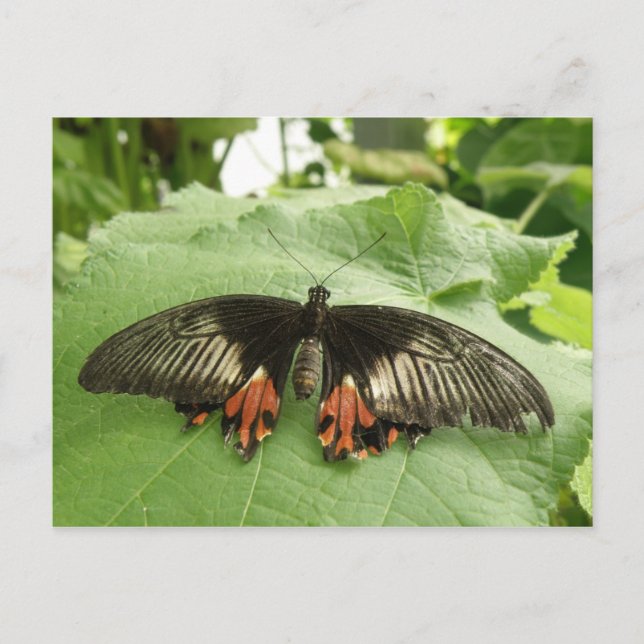 Postales de mariposa dorada y roja negra de bonito (Anverso)