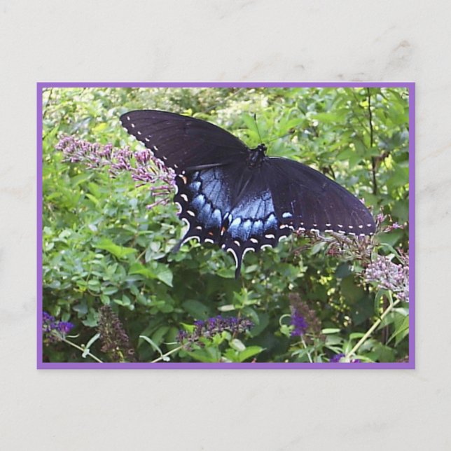 Postales de mariposa dulce (Anverso)