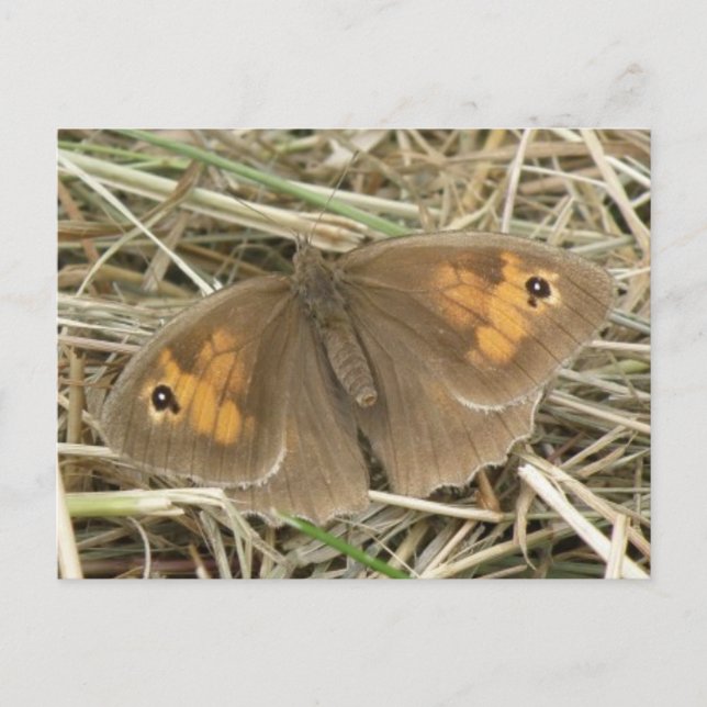 Postales de mariposa marrón marrón para mujeres (Anverso)