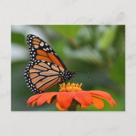 Postales de mariposa monarca
