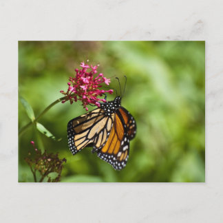 Postales de mariposa monarca