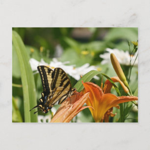Postales de mariposa monarca