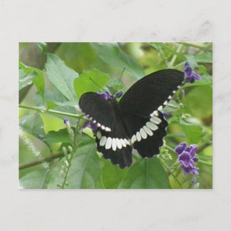 Postales de mariposa negra y blanca
