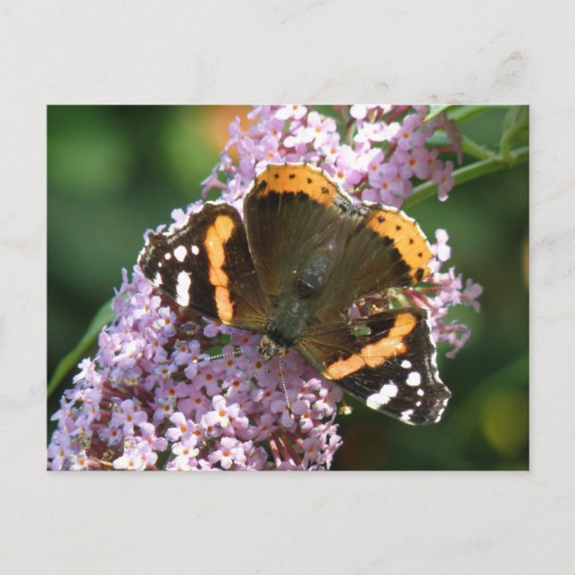 Postales de Mariposa y Buda del Almirante Rojo (Anverso)