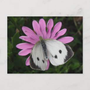 Postales de mariposa y flor rosa