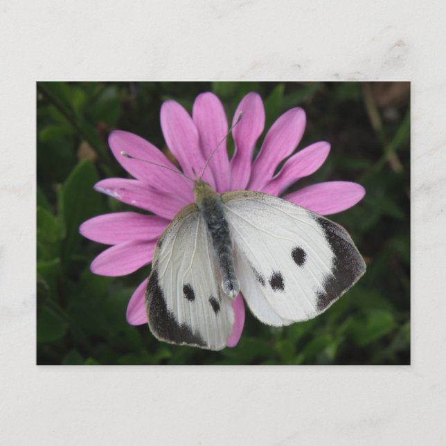 Postales de mariposa y flor rosa (Anverso)