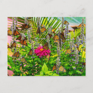 Postales de mariposas monarcas