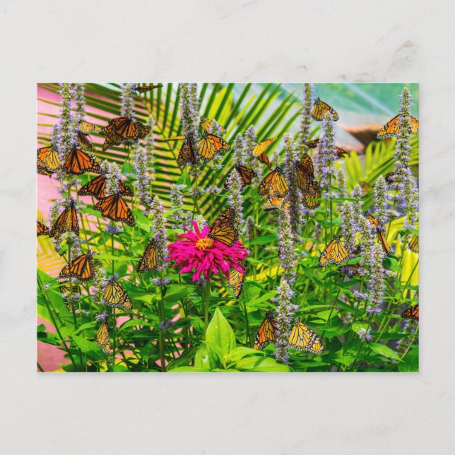 Postales de mariposas monarcas (Anverso)