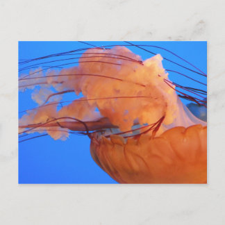 Postales de medusas para nadar