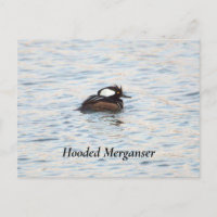 Postales de Merganser encapuchado
