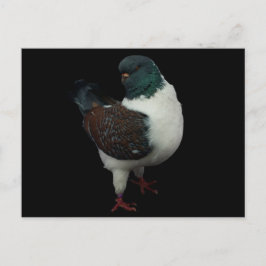 Postales de Modena Pigeon