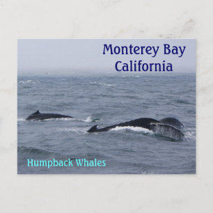 Postales de Monterey Bay California
