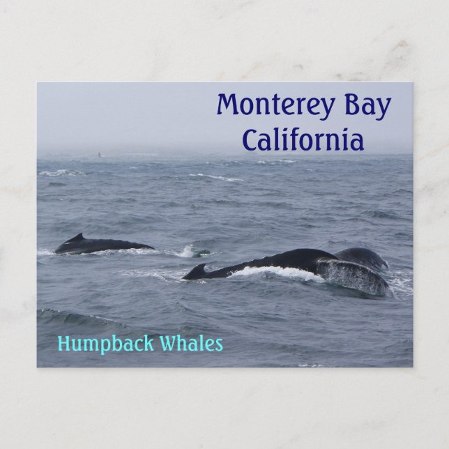 Postales de Monterey Bay California (Anverso)