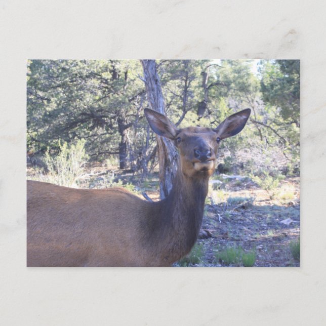 Postales de Moose (Anverso)