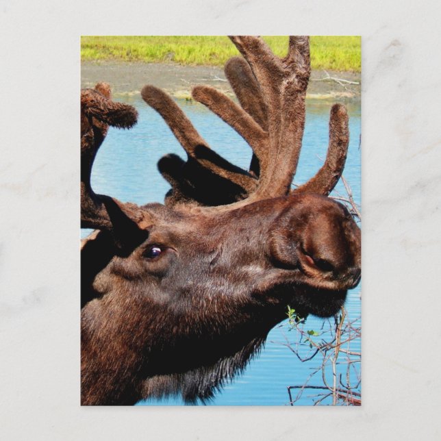 Postales de Moose (Anverso)