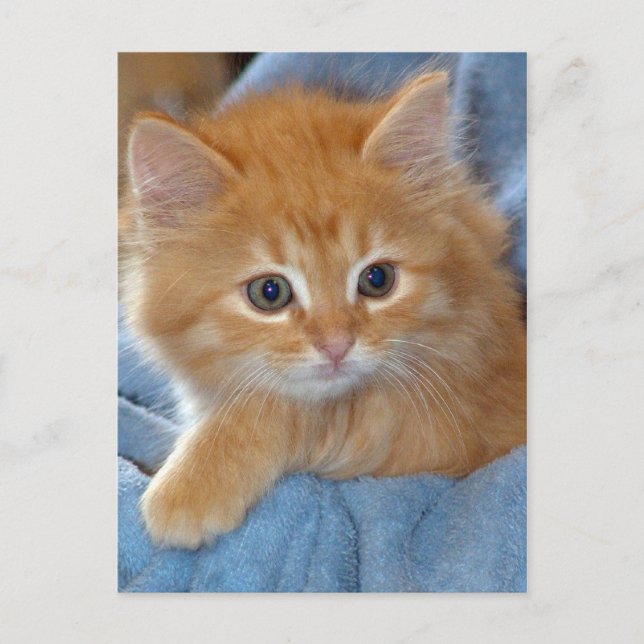 Postales de naranja Tabby Kitten (Anverso)