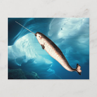 Postales de Narwhal