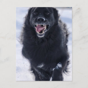 Postales de Newfoundland