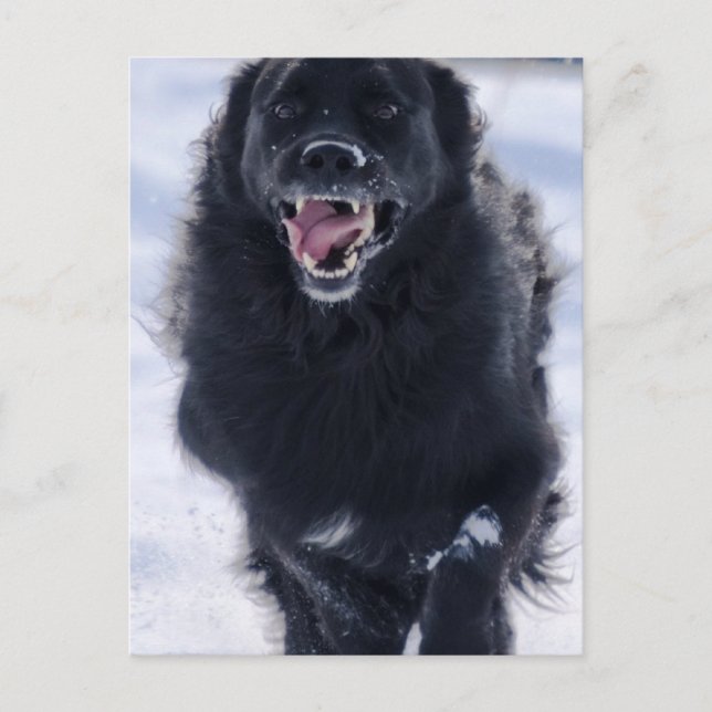 Postales de Newfoundland (Anverso)