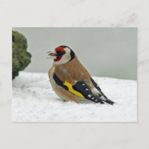 Postales de nieve de Europa Goldfinch