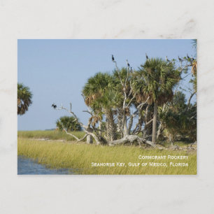 Postales de novato de Cormorant