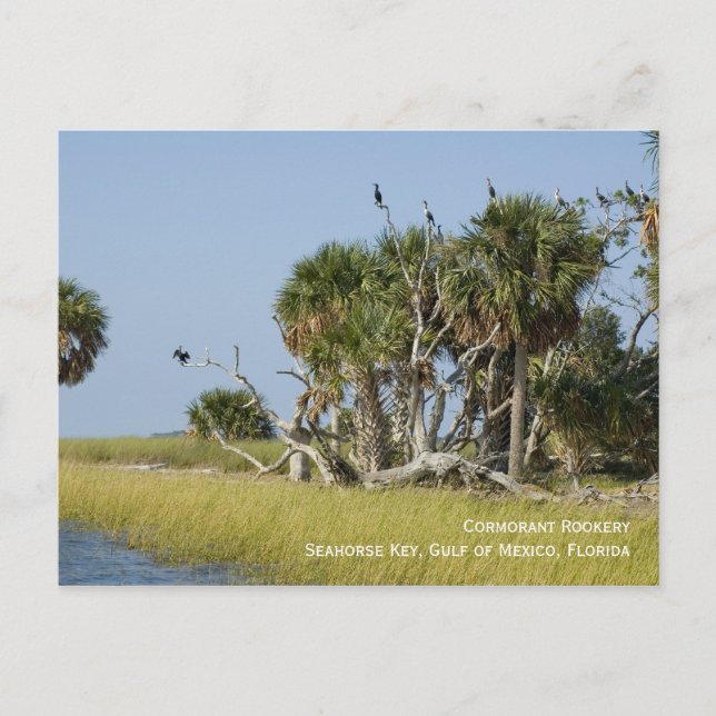 Postales de novato de Cormorant (Anverso)