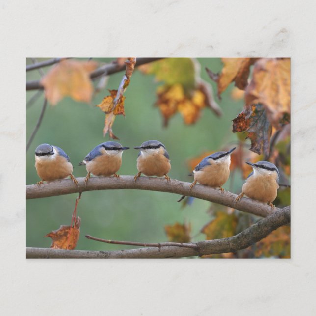 Postales de nuthatch (Anverso)