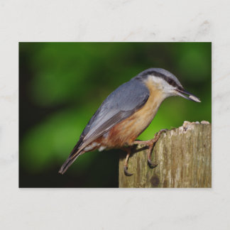 Postales de Nuthatch