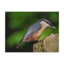 Postales de Nuthatch