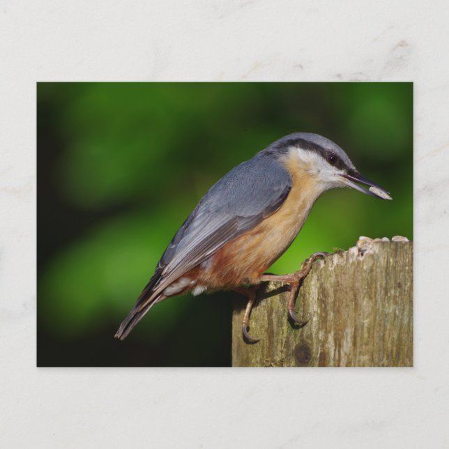 Postales de Nuthatch (Anverso)