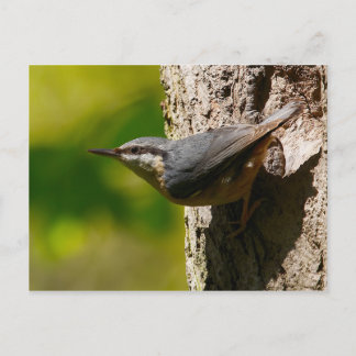 Postales de Nuthatch