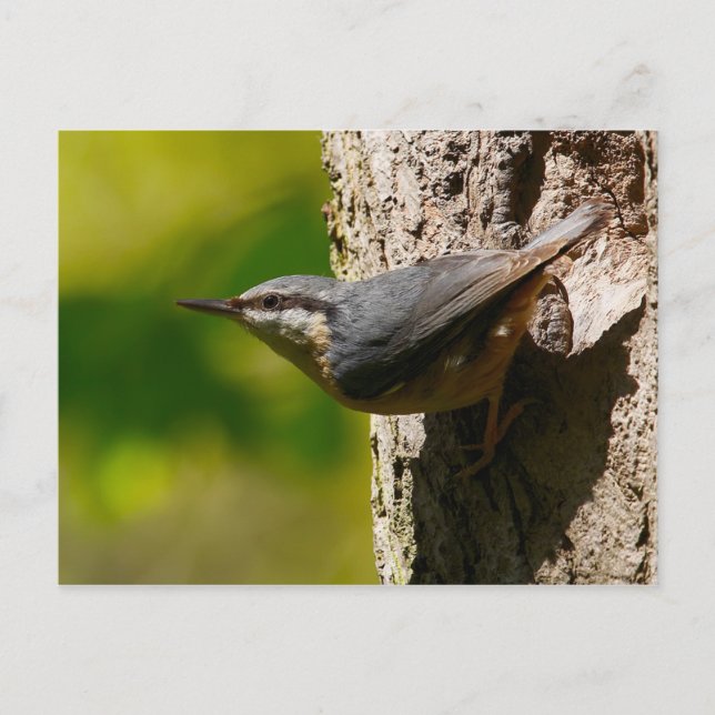 Postales de Nuthatch (Anverso)