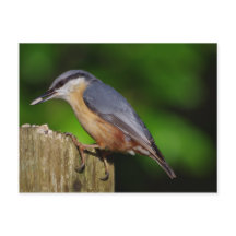 Postales de Nuthatch