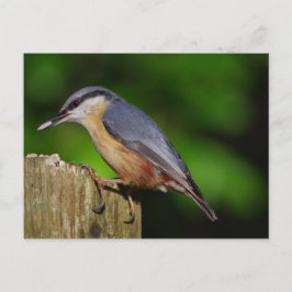 Postales de Nuthatch