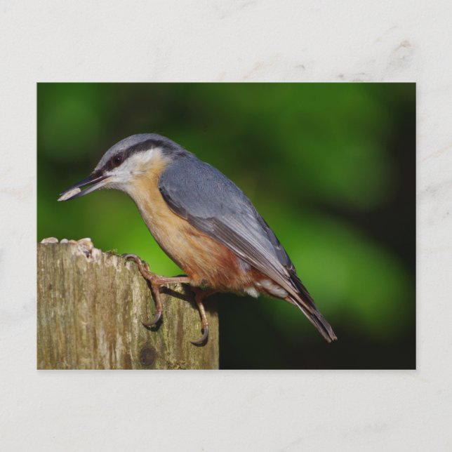 Postales de Nuthatch (Anverso)