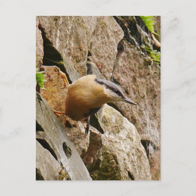 Postales de Nuthatch (Anverso)