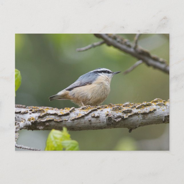 Postales de nuthatch pechuga roja (Anverso)