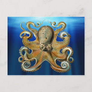 Postales de Octopus