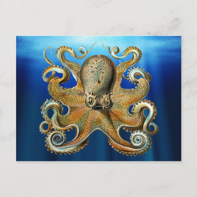 Postales de Octopus (Anverso)