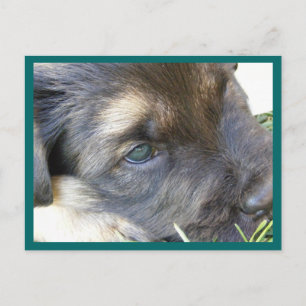 Postales de Ojos de Cachorro