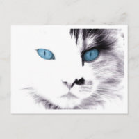 Postales de ojos de gato
