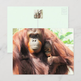 Postales de Orangutan