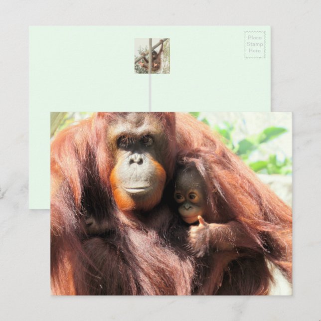 Postales de Orangutan (Anverso / Reverso)