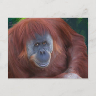 Postales de Orangutan