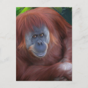 Postales de Orangutan