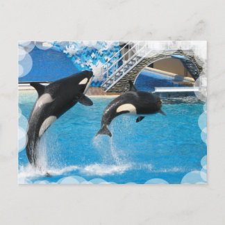Postales de orca ballenas