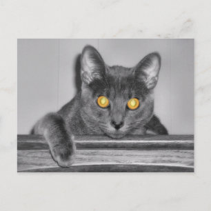 Postales de oro de Dusky