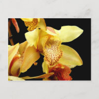 Postales de Orquídea Amarilla pálida